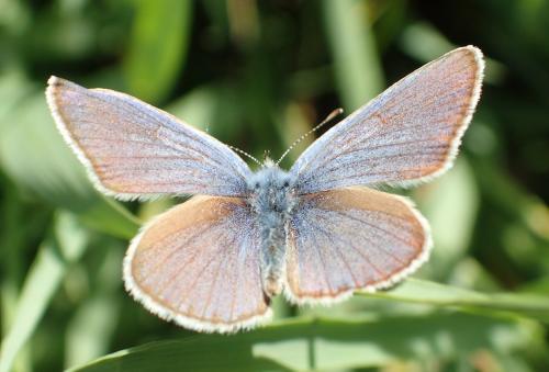 Réf. 243 944 : Cyaniris semiargus